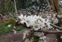INIA entrega recomendaciones para el manejo de huertos de cerezo dañados por la nieve