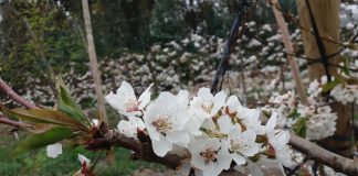 INIA entrega recomendaciones para el manejo de huertos de cerezo dañados por la nieve