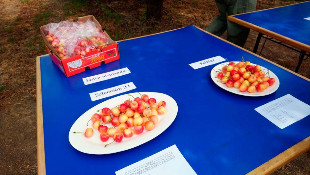 Chile apuesta a tener sus propias variedades de cerezas