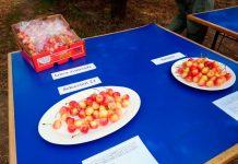 Chile apuesta a tener sus propias variedades de cerezas