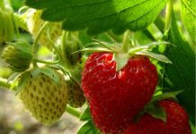 Científicos de Doctorado en Ciencias UTalca generan manejo para producir frutillas más rojas