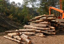 Cinco recomendaciones de Shell Lubricantes para optimizar el rendimiento de los equipos forestales