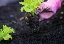 Cómo tener nuestra propia huerta en casa y qué cosechar