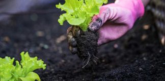 Cómo tener nuestra propia huerta en casa y qué cosechar