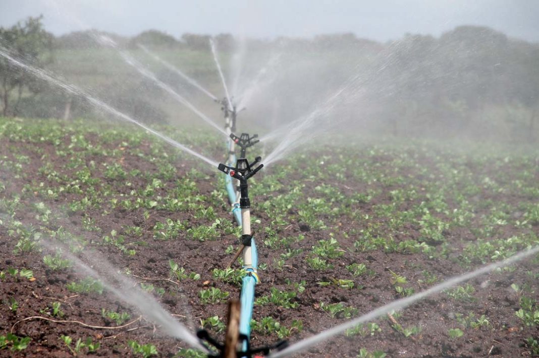 Crean Plataforma Agrícola para determinar las necesidades de riego de los cultivos en tiempo real
