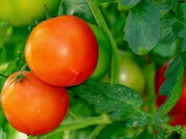 Desarrollan tomate que haría más asequible el medicamento más usado para la enfermedad de Parkinson