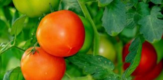 Desarrollan tomate que haría más asequible el medicamento más usado para la enfermedad de Parkinson