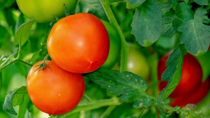 Desarrollan tomate que haría más asequible el medicamento más usado para la enfermedad de Parkinson