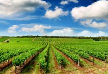 Fertiyeso: la solución agrícola de Volcán para mejorar las condiciones del suelo
