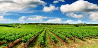 Fertiyeso: la solución agrícola de Volcán para mejorar las condiciones del suelo