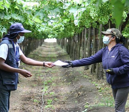 Guía de Autocuidado para evitar contagios de COVID-19 en trabajos agrícolas de temporada