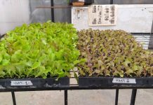 Investigación busca utilizar residuos de algas como abono en la producción de hortalizas