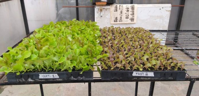 Investigación busca utilizar residuos de algas como abono en la producción de hortalizas