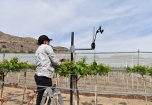 Mallas sombreadoras para uva de mesa del norte de Chile disminuyen hasta en 25% el requerimiento de agua