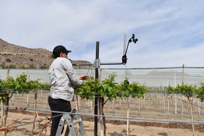 Mallas sombreadoras para uva de mesa del norte de Chile disminuyen hasta en 25% el requerimiento de agua