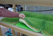 Pequeños productores de Putaendo y San Esteban producen su propio forraje verde hidropónico