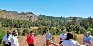Resiliencia territorial: restauran bosques de Biobío dañados por la tormenta de fuego en 2017