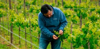 Ulagos y Viña Casa Klocker Prambs desarrollan investigaciones sobre vino espumante único en el país
