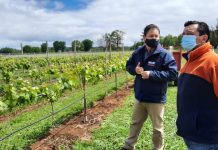 Agricultor INDAP ofrecerá espumantes de la primera viña cultivada en la Provincia de Llanquihue