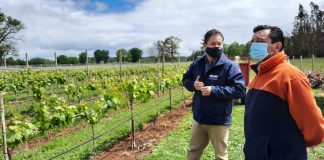 Agricultor INDAP ofrecerá espumantes de la primera viña cultivada en la Provincia de Llanquihue