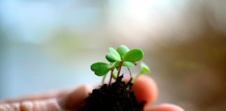 Agronomía UdeC realizará curso de verano sobre recuperación de la calidad de los suelos