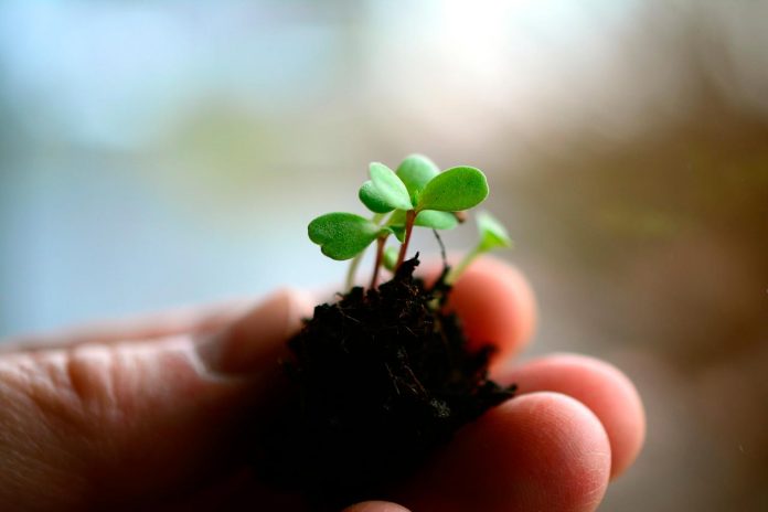 Agronomía UdeC realizará curso de verano sobre recuperación de la calidad de los suelos