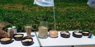 ALIANZA INDAP-IANSAGRO BUSCA RESCATAR LEGUMBRES Y CONTRIBUIR A LA SEGURIDAD ALIMENTARIA EN CHILE