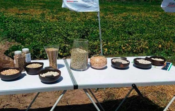 ALIANZA INDAP-IANSAGRO BUSCA RESCATAR LEGUMBRES Y CONTRIBUIR A LA SEGURIDAD ALIMENTARIA EN CHILE