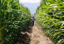 Balance y números positivos de INDAP en la gestión de la cobertura de precios del maíz