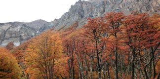 P&G Chile se suma al trabajo de Fundación Reforestemos para ayudar en la conservación de los bosques en la Patagonia