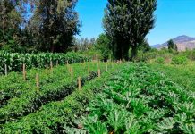 Consejo al agricultor: Asociaciones favorables entre cultivos hortícolas