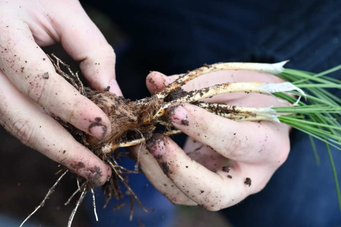 FIA abre convocatoria para experiencias que complementen los procesos de innovación en el agro