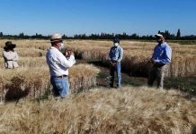 INIA mantiene desarrollo de variedades de trigos adaptadas a condiciones de cambio climático en el centro sur de Chile