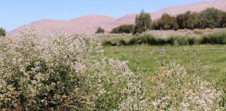 Expertos del INIA entregarán asesoría técnica a los agricultores loínos para atacar la Mostaza Negra