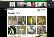 Centro Ceres facilita talleres online para aumentar eficiencia de polinización natural en chirimoyos