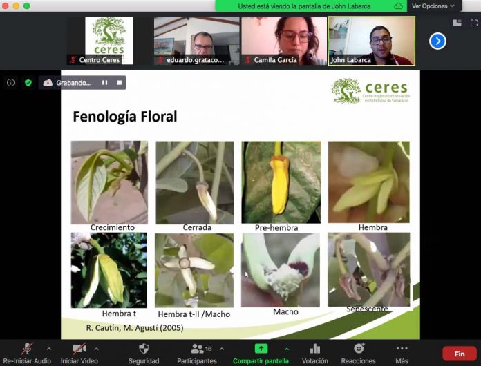 Centro Ceres facilita talleres online para aumentar eficiencia de polinización natural en chirimoyos