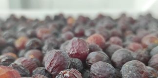 Por rentabilidad agricultores de uvas de mesa reconvierten su producción en pasas de exportación