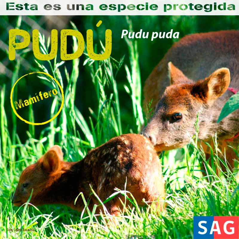 Pudú