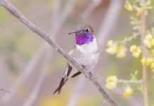 Red de Micro reservas: Conservar los espacios naturales del Picaflor de Arica