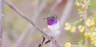 Red de Micro reservas: Conservar los espacios naturales del Picaflor de Arica