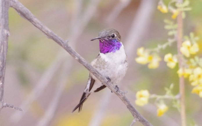 Red de Micro reservas: Conservar los espacios naturales del Picaflor de Arica