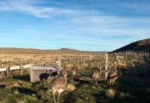 SAG Aysén recuerda realizar Declaración Semestral de Fauna Silvestre del segundo semestre de 2020