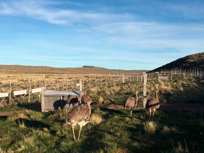 SAG Aysén recuerda realizar Declaración Semestral de Fauna Silvestre del segundo semestre de 2020