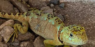 SAG Biobío liberó lagarto gruñidor del sur