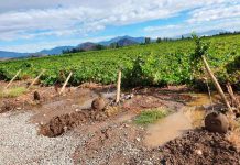 Segundo Reporte de ASOEX: " Se agudizan los efectos de las intensas lluvias en el sector de la fruta. Habrá menor volumen de producción y exportaciones"