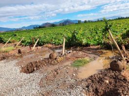 Segundo Reporte de ASOEX: " Se agudizan los efectos de las intensas lluvias en el sector de la fruta. Habrá menor volumen de producción y exportaciones"