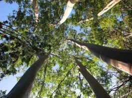 Técnica permite predecir productividad y calidad que tendrán Eucaliptus