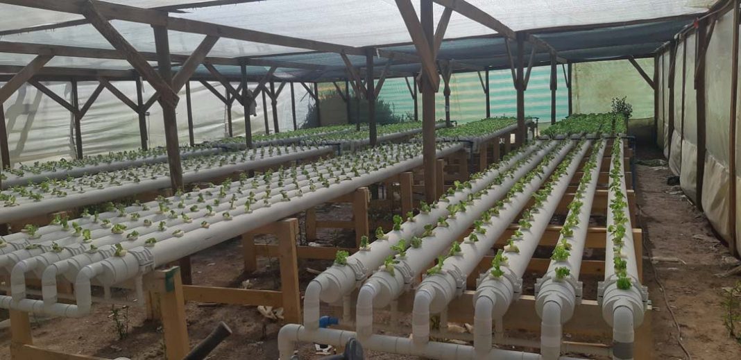 Agricultores del altiplano inician cultivos hidropónicos: ahorran un 80% de agua en producción