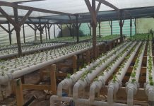 Agricultores del altiplano inician cultivos hidropónicos: ahorran un 80% de agua en producción