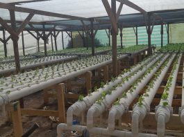 Agricultores del altiplano inician cultivos hidropónicos: ahorran un 80% de agua en producción